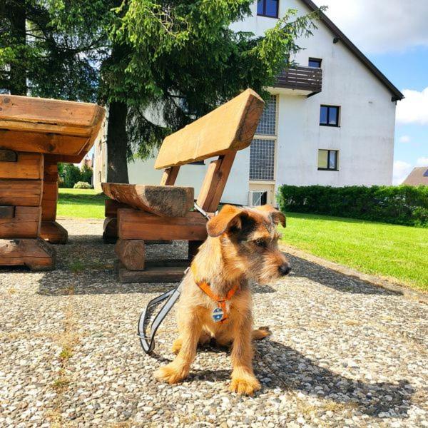 Ferienwohnung Harzluchs Mit Balkon, Netflix Und Sauna Im Haus Hohegeiß Kültér fotó